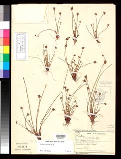 To Scirpus_inundatus.major_NMNH3153672_type_1