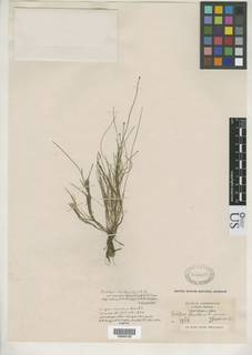 To NMNH Botany Collections (Scirpus ramosus NMNH945588 type 1)