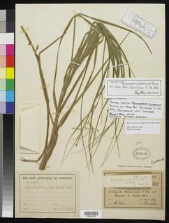 To Rhynchospora_costaricensis_NMNH579316_type_1