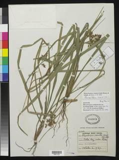 To NMNH Botany Collections (Rhynchospora umbraticola broadwayi NMNH1343624 type 1)