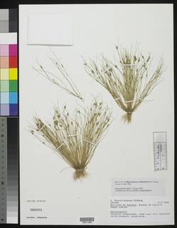 To Rhynchospora_cordatachenia_NMNH3464701_type_1