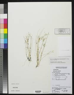 To Rhynchospora_saxisavannicola_NMNH3451946_type_1