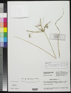 To Cyperus_pulguerensis_NMNH3459227_type_1