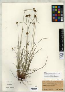 To Cyperus_nanus.subtenuis_NMNH2950367_type_1