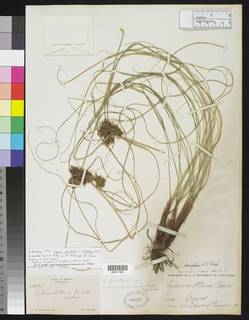 To NMNH Botany Collections (Cyperus planifolius decolorans NMNH208577 type 1)