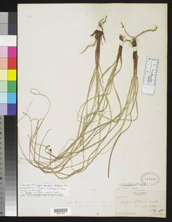 To NMNH Botany Collections (Cyperus planifolius decolorans NMNH818449 type 1)