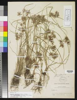 To NMNH Botany Collections (Cyperus uniflorus floribundus NMNH572628 type 1)