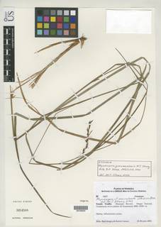 To Rhynchospora_guaramacalensis_NMNH3454508_type_1