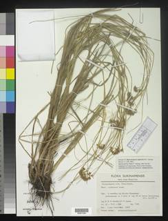 To Rhynchospora_rupicola_NMNH3499224_type_1