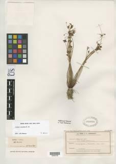 To Scirpus_inundatus.major_NMNH2038793_type_1