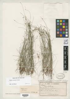 To Scirpus_inundatus.gracillimus_NMNH2038784_type_1