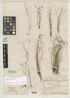 To Scirpus_inundatus.gracillimus_NMNH3153671_type_1