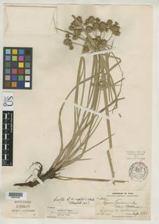 To NMNH Botany Collections (
Cyperus gardneri vegetior NMNH3153477 type 1)