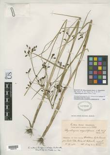 To Rhynchospora_nitens.hispaniolica_NMNH1479842_type_1