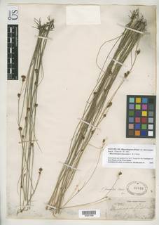 To Rhynchospora_distans.microcarpa_NMNH61016_type_1