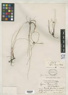 To NMNH Botany Collections (Cyperus ekmanii NMNH1302616 type 1)