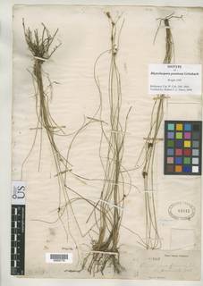 To Rhynchospora_penniseta_NMNH61012_type_1