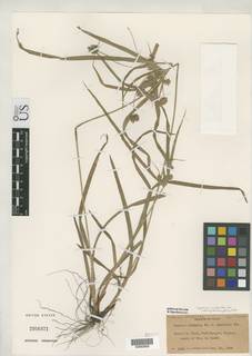 To Cyperus_confertus.debilior_NMNH2950371_type_1