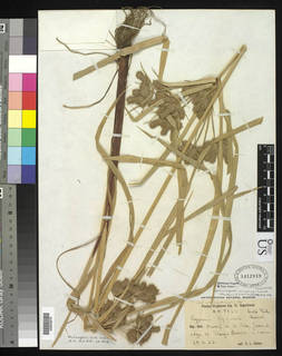 To Cyperus_eggersii.laticeps_NMNH1412819_type_1