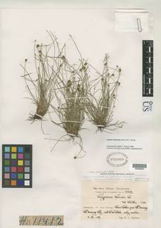 To Cyperus_nanus.subtenuis_NMNH1711059_type_1