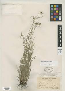 To Cyperus_nanus.subtenuis_NMNH1410223_type_1