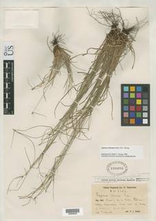 To Cyperus_nanus.subtenuis_NMNH1304955_type_1