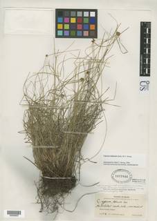 To Cyperus_nanus.subtenuis_NMNH1077844_type_1