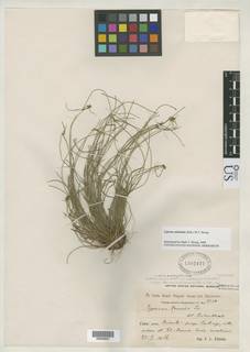 To Cyperus_nanus.subtenuis_NMNH1302477_type_1