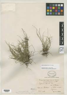 To Cyperus_nanus.subtenuis_NMNH1302372_type_1