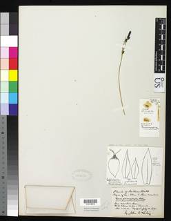 To Carex_prionophylla_NMNH98410_type_1