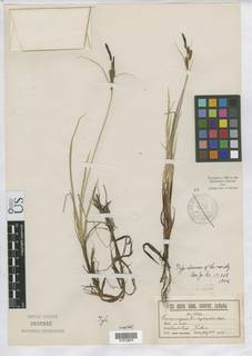 To Carex_vulgaris.hydrophila_NMNH3151515_type_1