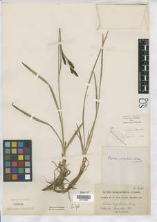 To Carex_nesophila_NMNH85948_type_1