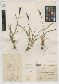 To Carex_nesophila_NMNH85949_type_1