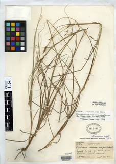 To Rhynchospora_racemosa.setifera_NMNH1412481_type_1