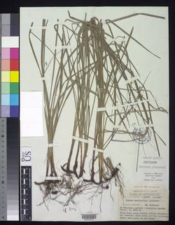 To Cyperus_semifertilis_NMNH3151530_type_1