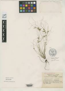 To NMNH Botany Collections (Cyperus sculptus NMNH3151529 type 1)