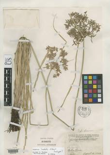 To NMNH Botany Collections (Cyperus lundellii NMNH3099573 type 1)