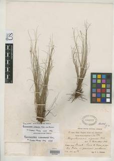 To Rhynchospora_nipensis_NMNH1302377_type_1