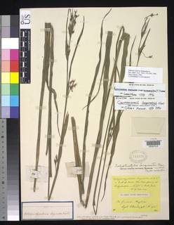 To Calyptrostylis_longirostris_NMNH702975_type_1