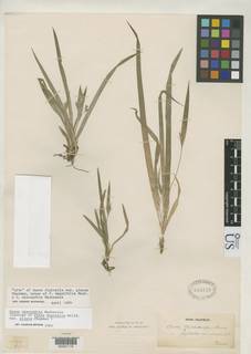 To NMNH Botany Collections (Carex digitalis glauca NMNH969118 type 1)