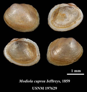 To NMNH Extant Collection (Modiola cuprea USNM 197629)