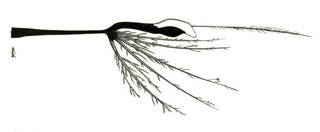 To NMNH Extant Collection (Eustomias macronema P11092 illustration)