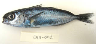 To NMNH Extant Collection (Cubiceps pauciradiatus USNM 405002 photograph lateral view)