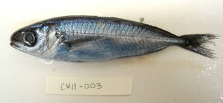 To NMNH Extant Collection (Cubiceps pauciradiatus USNM 405003 photograph lateral view)