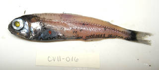 To NMNH Extant Collection (Symbolophorus evermanni USNM 405016 photograph lateral view)
