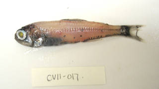 To NMNH Extant Collection (Symbolophorus evermanni USNM 405017 photograph lateral view)