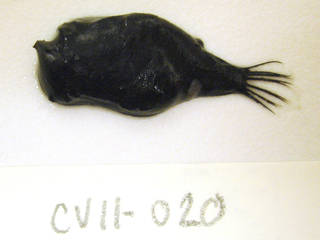 To NMNH Extant Collection (Cryptopsaras couesii USNM 405020 photograph lateral view)