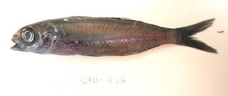 To NMNH Extant Collection (Cubiceps baxteri USNM 405022 photograph lateral view)
