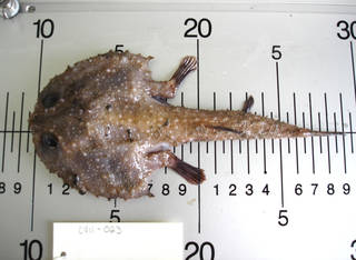 To NMNH Extant Collection (Dibranchus atlanticus USNM 405023 photograph dorsal view)