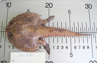 To NMNH Extant Collection (Dibranchus atlanticus USNM 405024 photograph dorsal view)